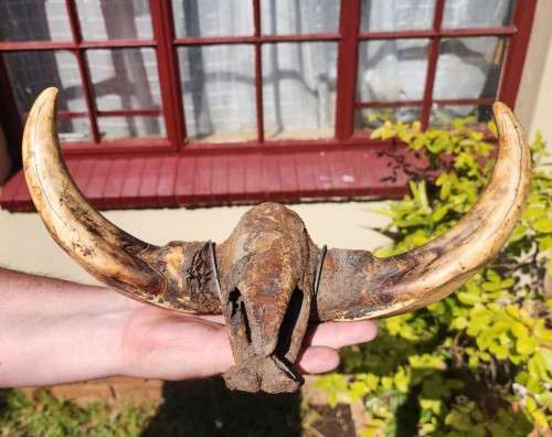 HUGE SET OF WARTHOG TUSKS  ALSO SEE MY WARTHOG SKULL ON AUCTION