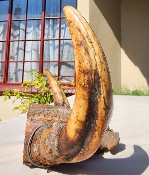 HUGE SET OF WARTHOG TUSKS  ALSO SEE MY WARTHOG SKULL ON AUCTION