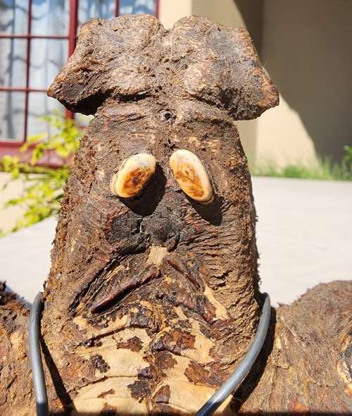 HUGE SET OF WARTHOG TUSKS  ALSO SEE MY WARTHOG SKULL ON AUCTION