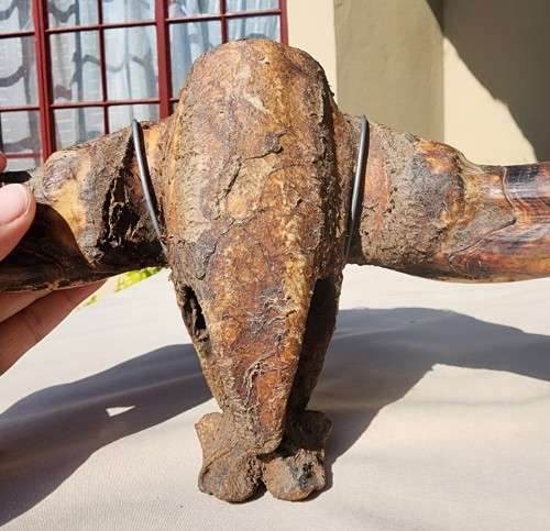 HUGE SET OF WARTHOG TUSKS  ALSO SEE MY WARTHOG SKULL ON AUCTION