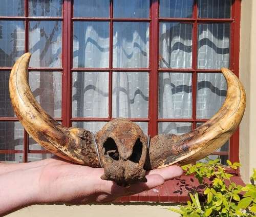 HUGE SET OF WARTHOG TUSKS  ALSO SEE MY WARTHOG SKULL ON AUCTION