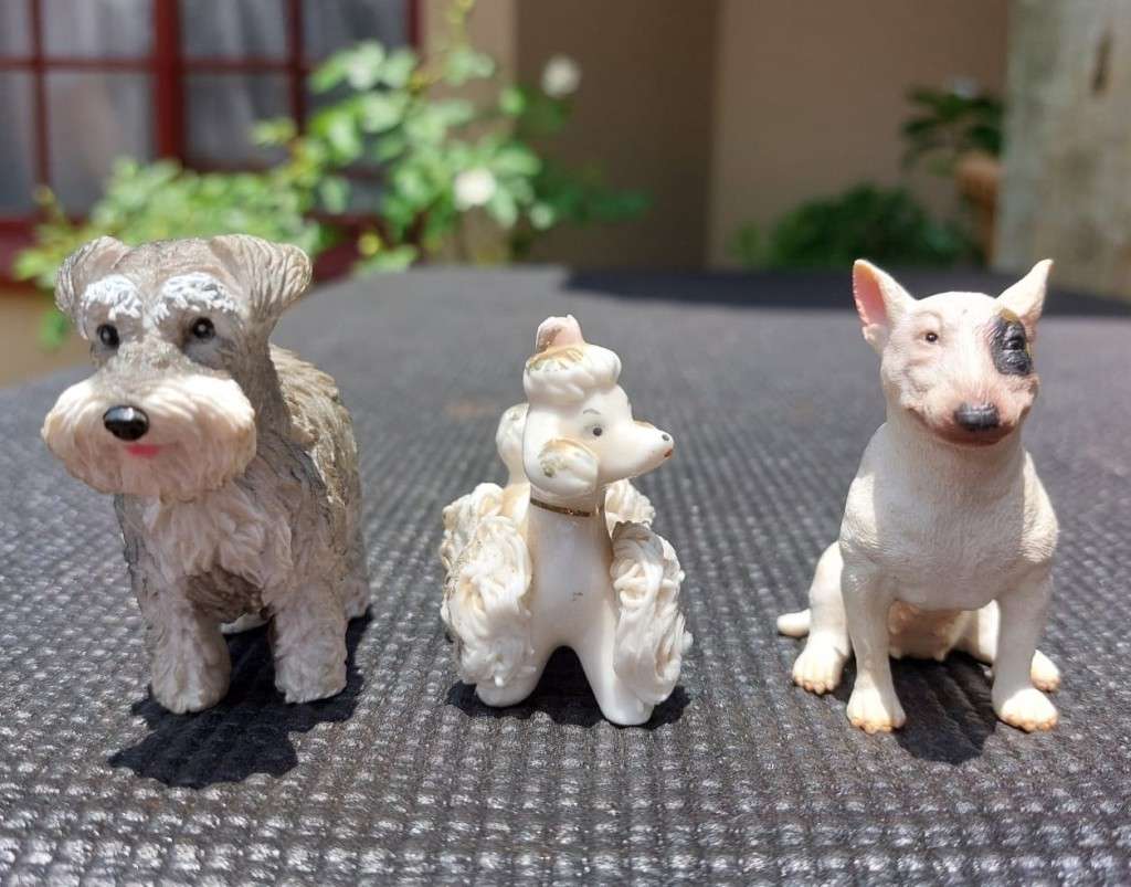 BULL TERRIER COLECTA FEMALE WHISKERED GERMAN SCHNAUZER AND AN ELEGANT PORCELAIN POODLE
