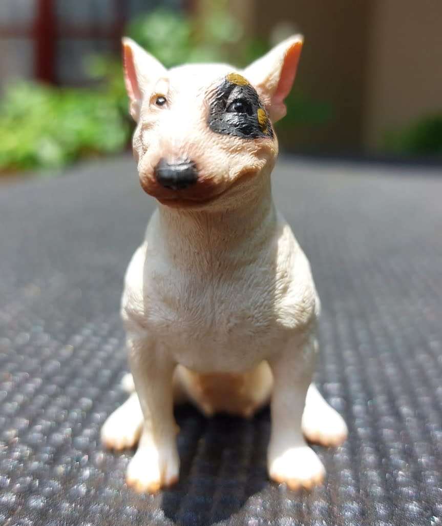 BULL TERRIER COLECTA FEMALE WHISKERED GERMAN SCHNAUZER AND AN ELEGANT PORCELAIN POODLE