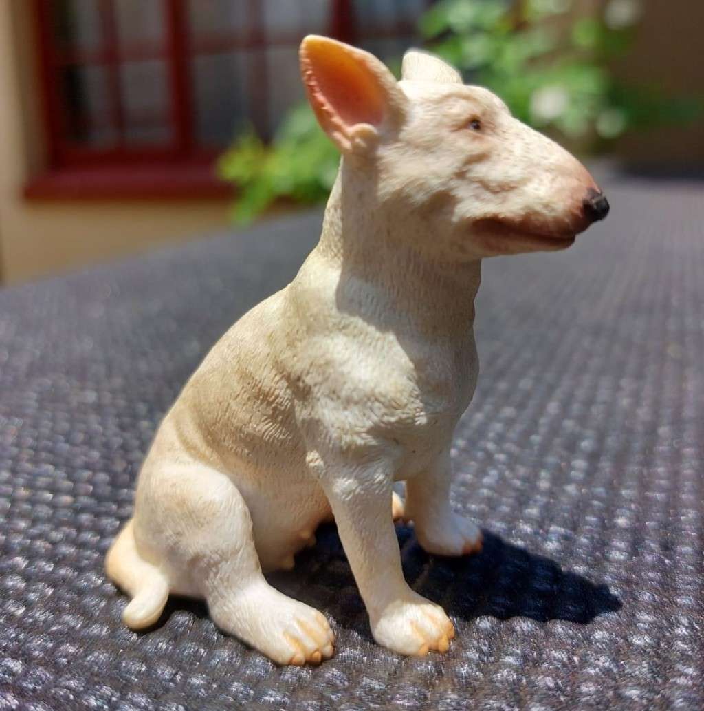 BULL TERRIER COLECTA FEMALE WHISKERED GERMAN SCHNAUZER AND AN ELEGANT PORCELAIN POODLE