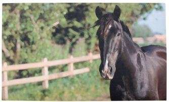 DOOR MAT - HORSE