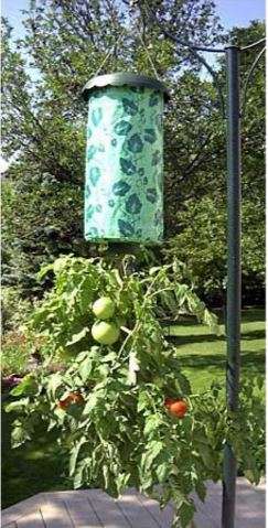 TOMATO GROWERS - BEST QUALITY