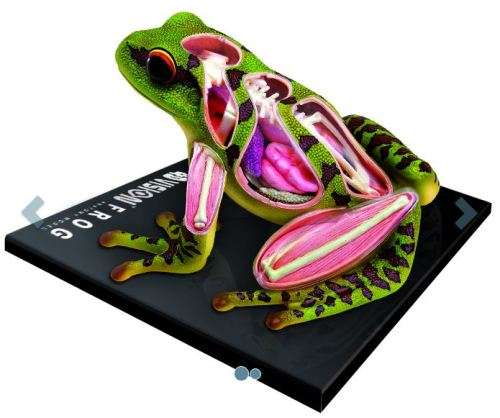 4D ANATOMY FROG EDUCATIONAL TOYS CHRISTMAS GIFTS SCIENCE GADGETS