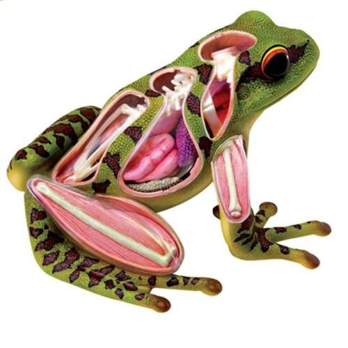 4D ANATOMY FROG EDUCATIONAL TOYS CHRISTMAS GIFTS SCIENCE GADGETS