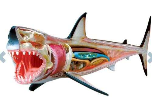 ANIMAL ANATOMY SHARK EDUCATIONAL TOYS GAMES KIDS GADGETS CHRISTMAS GIFTS
