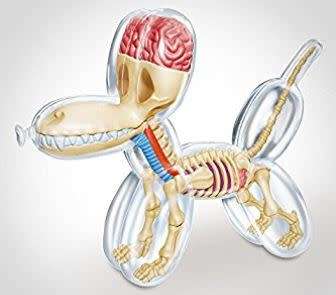 Balloon Dog Anatomy