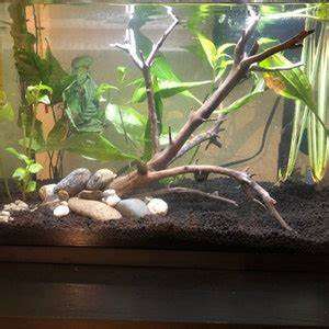 Driftwood Pieces Lot 7