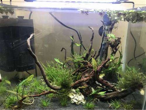 Driftwood Large Pieces