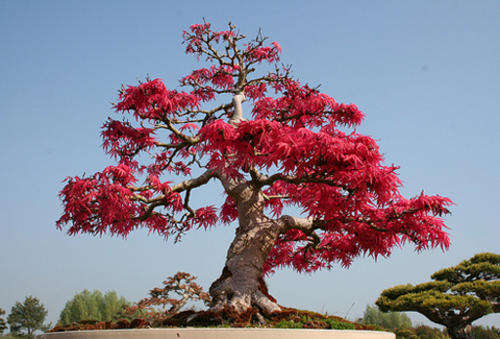 !!!!!!!!!!!! MASSIVE BONSAI SEED PACKAGE: 46 SPECIES 5 SEEDS EACH !!!!!!!!!!!