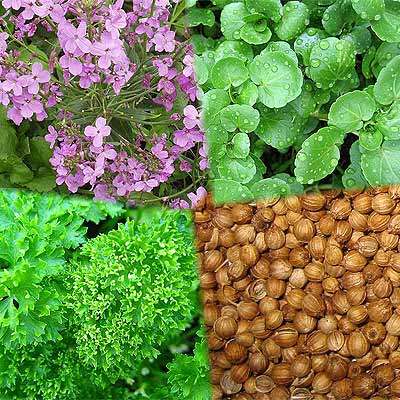 !!!!!!!!!!!! MASSIVE HERB SEED PACKAGE: MANY SPECIES 10+ SEEDS EACH DETAIL IN LISTING !!!!!!!!!!!!!