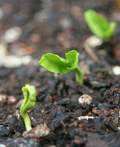 100 Tree Seeds - you select!