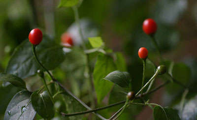 Extremely HOT - Capsicum tepin - Gringo Killer Seeds - HOT!