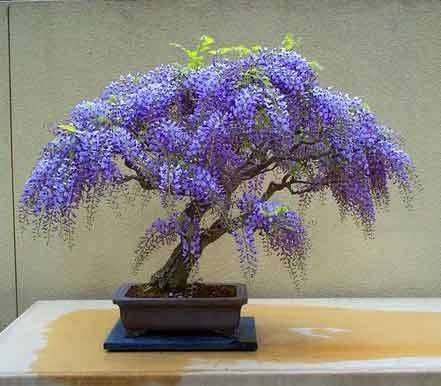 Bolusanthus speciosus / Tree Wisteria / Vanwykshout 24 seeds