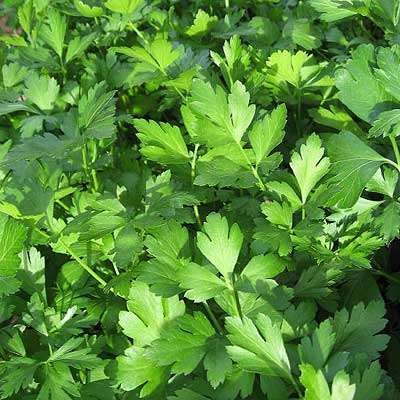 Parsley Plain (Flat leaf) 24 seeds - Herb seeds