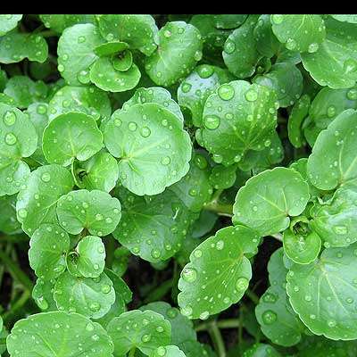 Watercress 50 seeds - Herb seeds