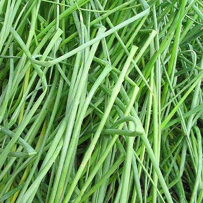 Chives 36 seeds - Herb seeds
