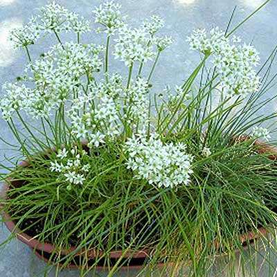 Chinese garlic chives (Chinese Leek) 6 seeds - Herb seeds