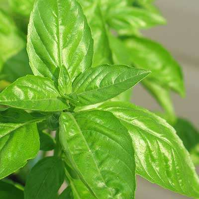 Sweet Basil 24 seeds - Herb seeds