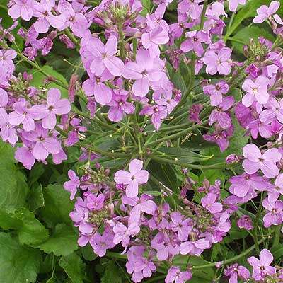 Sweet Rocket 24 seeds - Herb seeds