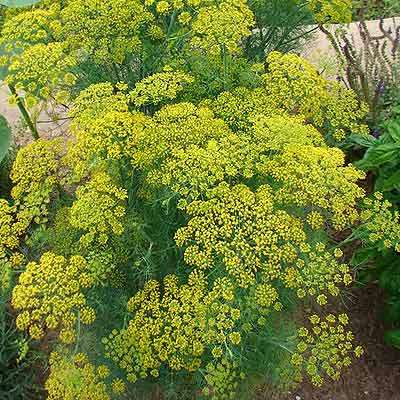 Dill 12 seeds - Herb seeds