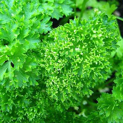 Parsley Moss Curled 50 seeds - Herb seeds