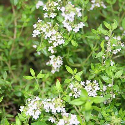 Thyme 50 seeds - Herb seeds