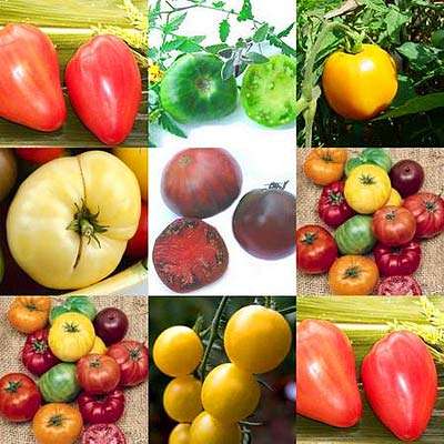 Rare heirloom tomato seeds mix 30 seeds