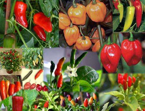 Incredible CHILLI Pepper selection, HOT! and tasty mix - 22 species