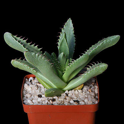 Faucaria (Tiger's Jaw) mix: 10+ seeds