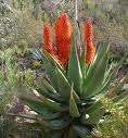 10 Aloe Ferox Seeds