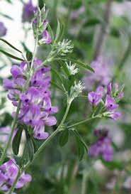 24 Lucerne herb seeds