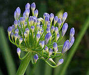 300 Agapanthus Blue Velvet Seeds, Miniature, Medium and Large