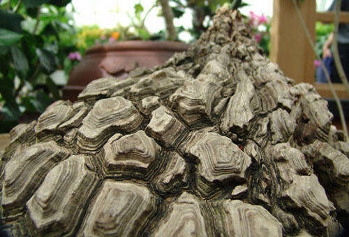 10 Dioscorea Elephantipes Seeds (CACTUS & SUCCULENT)