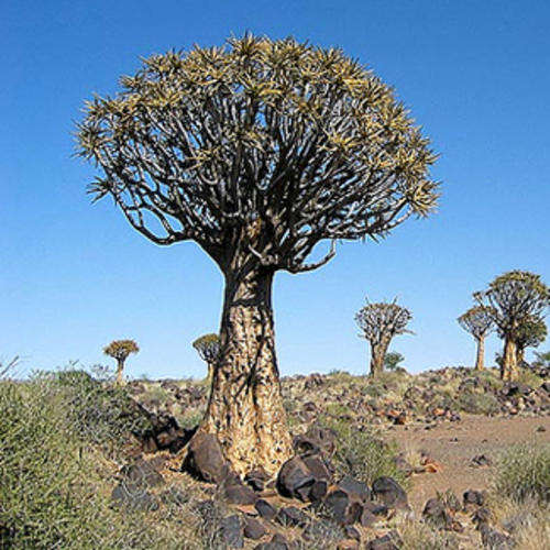 6 Aloe Dichotoma Seeds (ALOE)