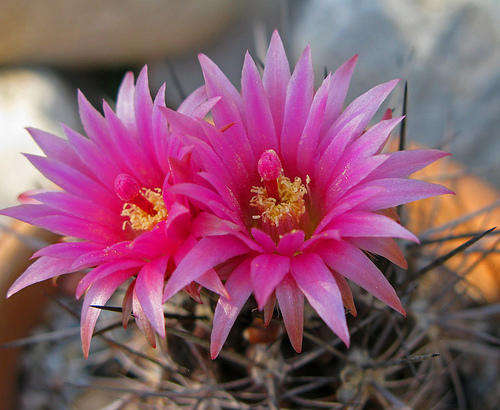 10 Eriosyce mixed seeds (CACTI & SUCCULENTS)