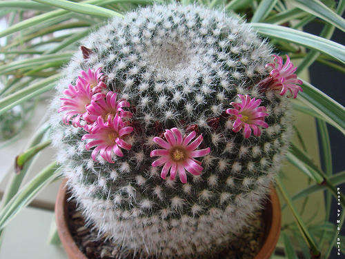 10 Mammillaria mixed seeds (CACTUS & SUCCULENT)