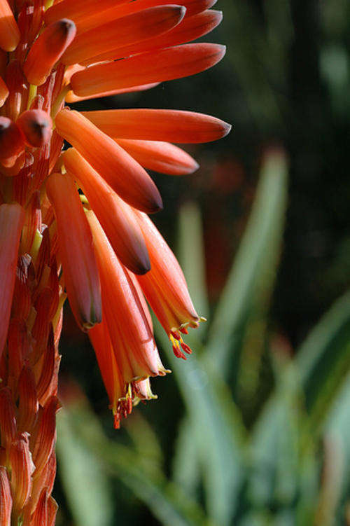 Aloe Package A Seeds, 10 species seperately labeled, 10 seeds each (Cacti & Succulents)