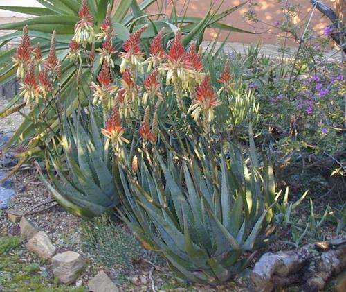 10 Aloe Cryptopodia Seeds (Cacti & Succulents)