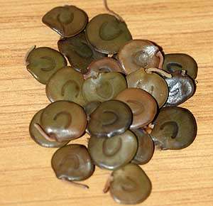 Bonsai package A: 20 species, 5 seeds each