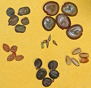 Bonsai package B: 20 species, 5 seeds each