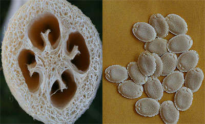 Luffa cylindrical (Loofah / Vaddoekplant): 10 seeds