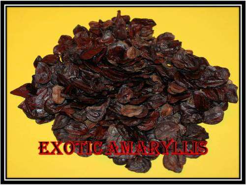 Amaryllis mixed Seeds