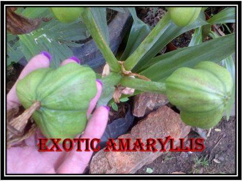 Amaryllis mixed Seeds