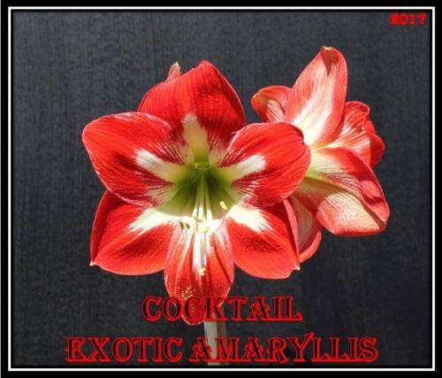 Amaryllis (Hippeastrum) Cocktail seeds