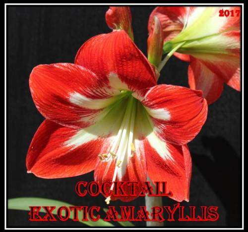 Amaryllis (Hippeastrum) Cocktail seeds