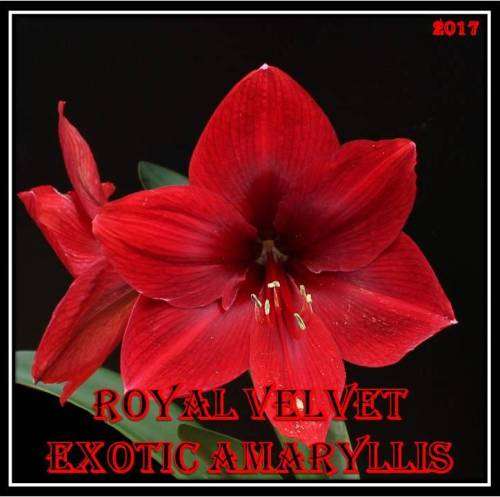 Amarillis Royal Velvet (Hippeastrum) Seeds
